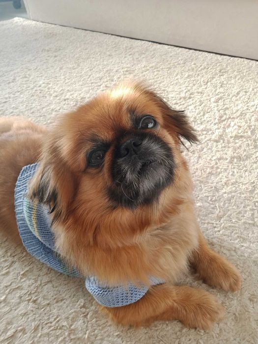 Вигуляю Вашого собаку (Нова Буча/Буча Квартал)  200 грн/година