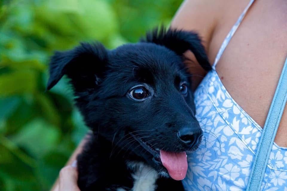 Цуценята хлопчики