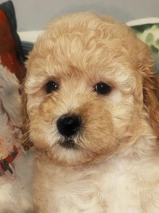 Śliczny piesek Maltipoo