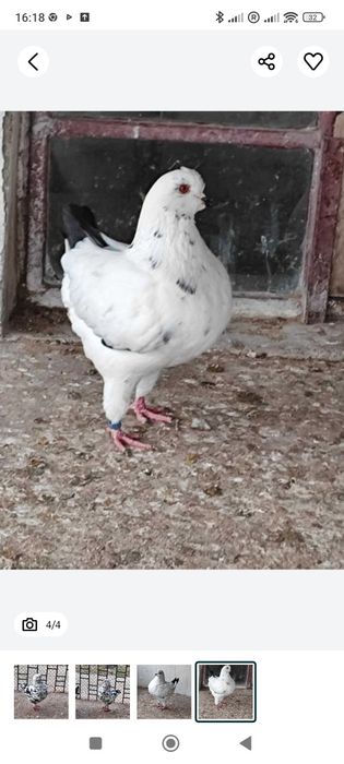 King   gołębie Kingi