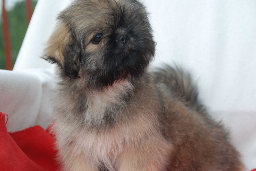 shih tzu sunia 10 tygodniowa sobolowa