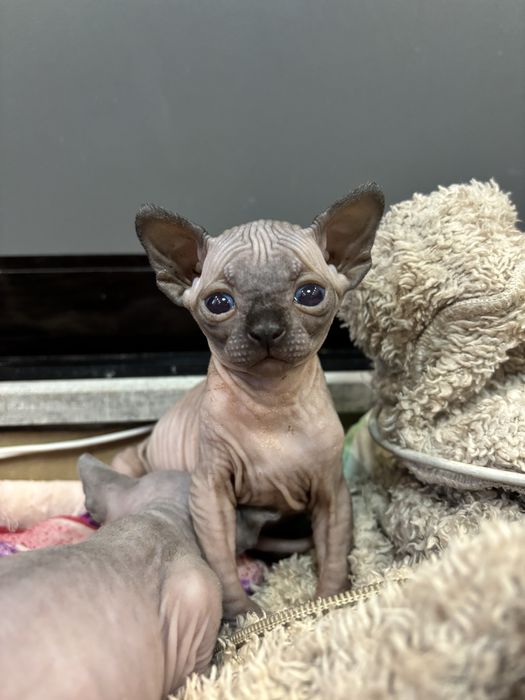 Канадский сфинкс