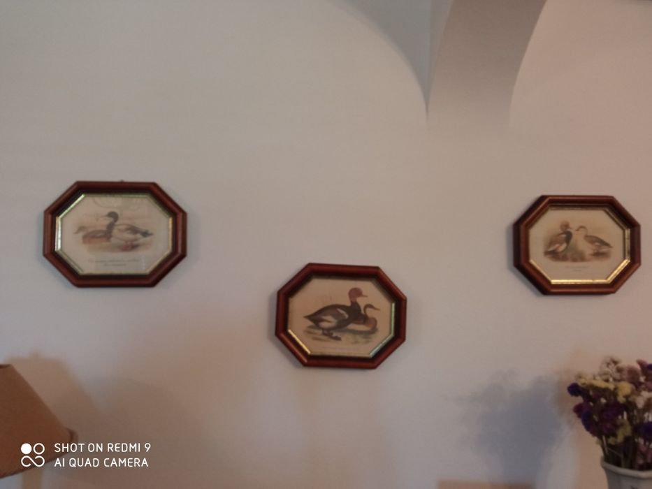 3 quadros (motivo patos)