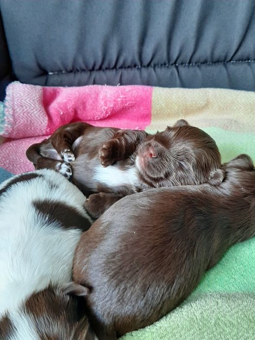 Hawańczyk śliczne rodowodowe szczeniaczki