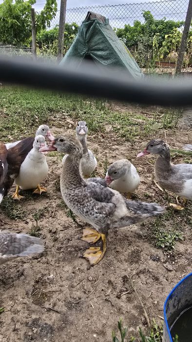 Patos mudos do campo