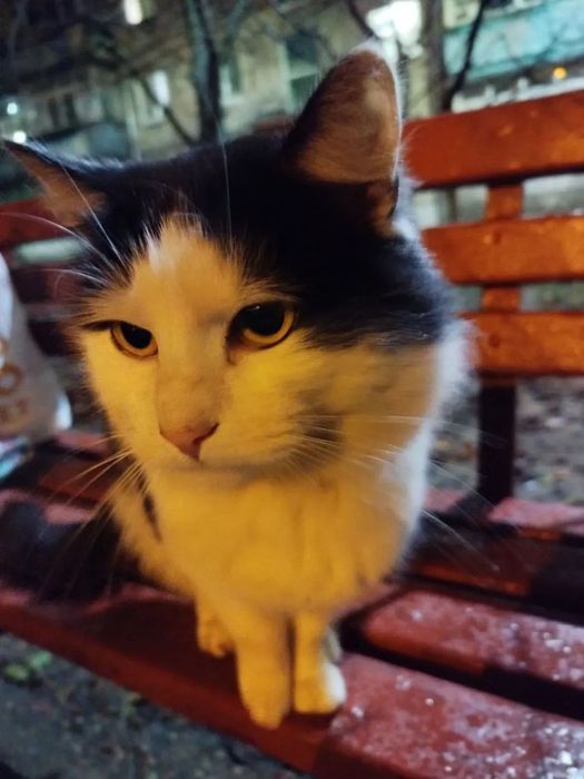 Отдам черно-белого котенка кота, 1,5 года