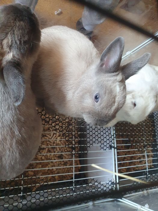 Coelhinhos bebés