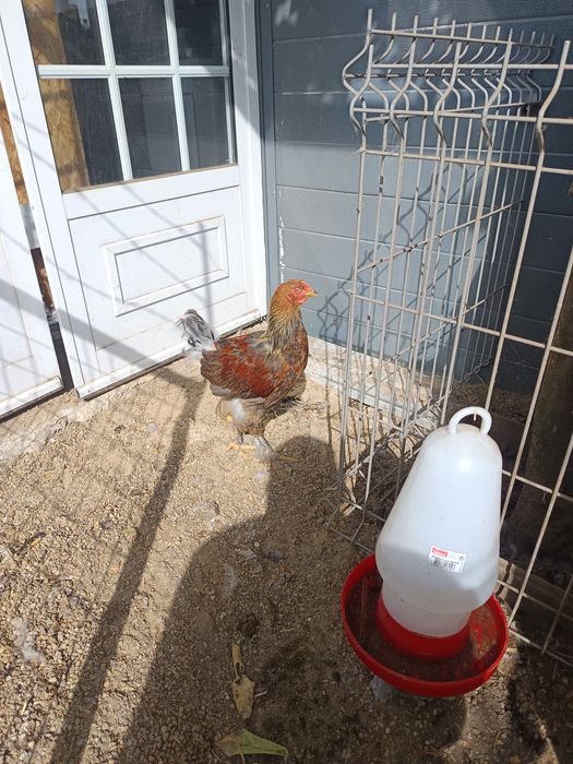 Brahmas perdiz e machos de outra mutação