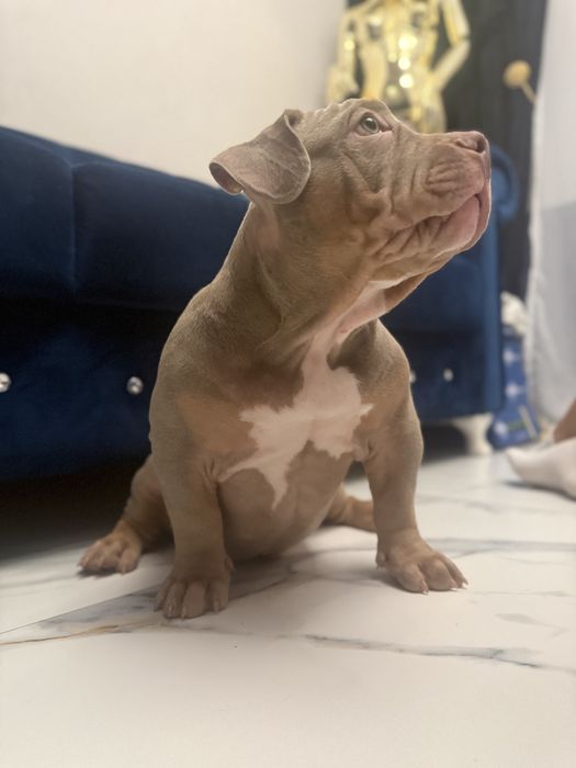 Piesek American Bully lilac tri