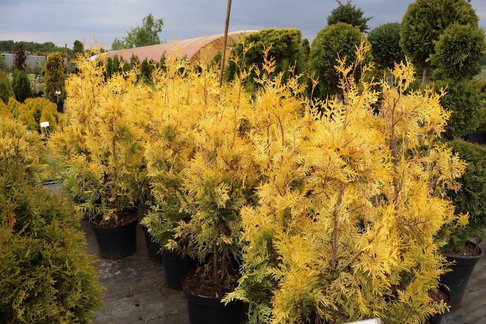 Thuja Europe Gold