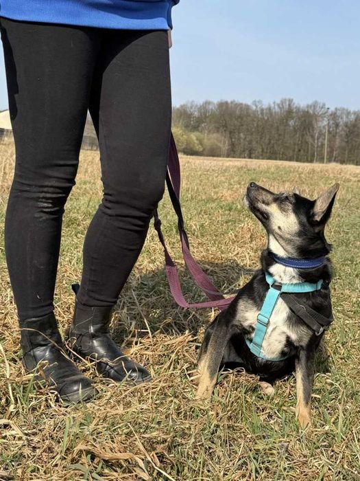 Ukołysz strach delikatnej Roxi...