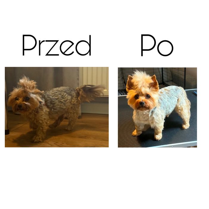 Psi fryzjer / Salon groomerski – pielęgnacja psów | MODELE | Wejherowo