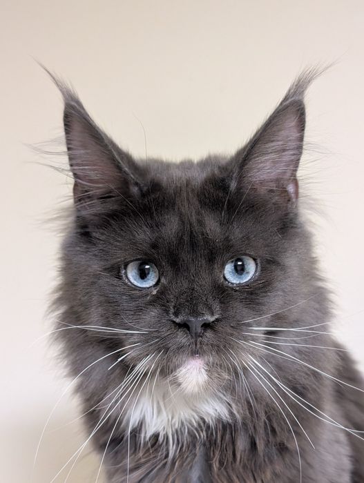 Carmen niebieskooka kotka Maine Coon. Zapraszamy