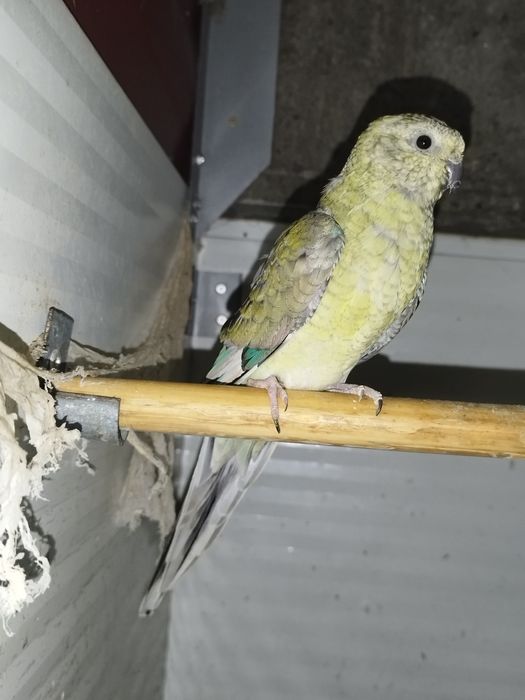 Disponível casal red rumped ...