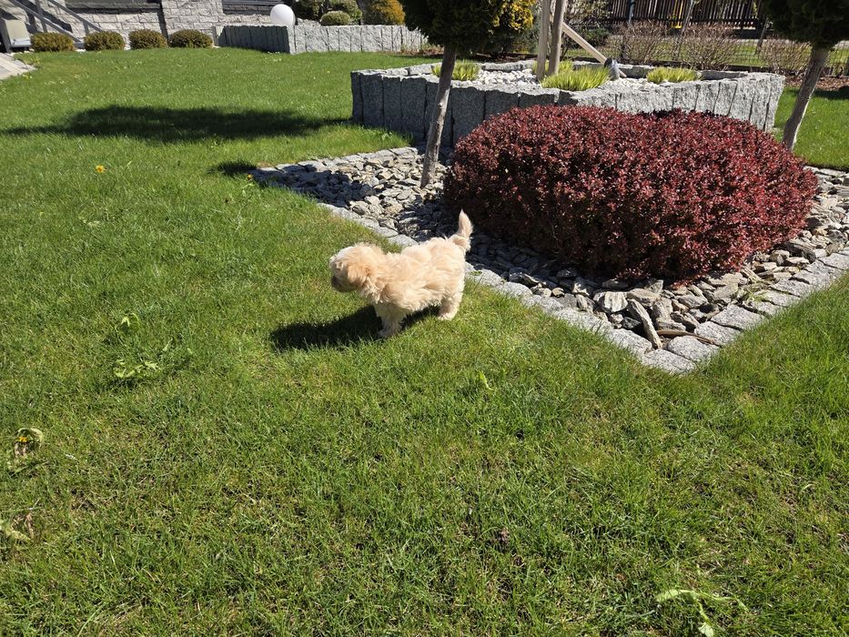 Maltipoo suczka laleczka