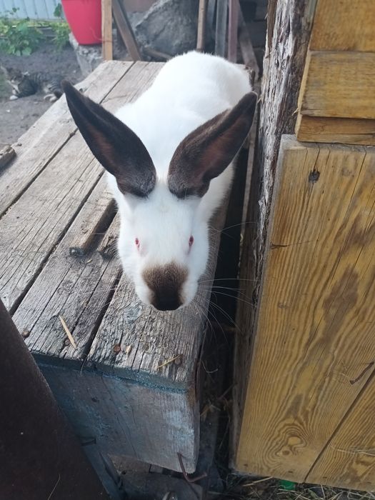 Каліфорнія на плем'я