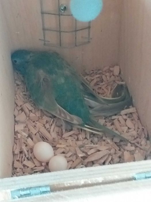 Esplêndidos ( neophema splendida )