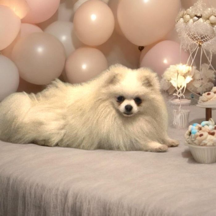 Szpic miniaturowy suczka