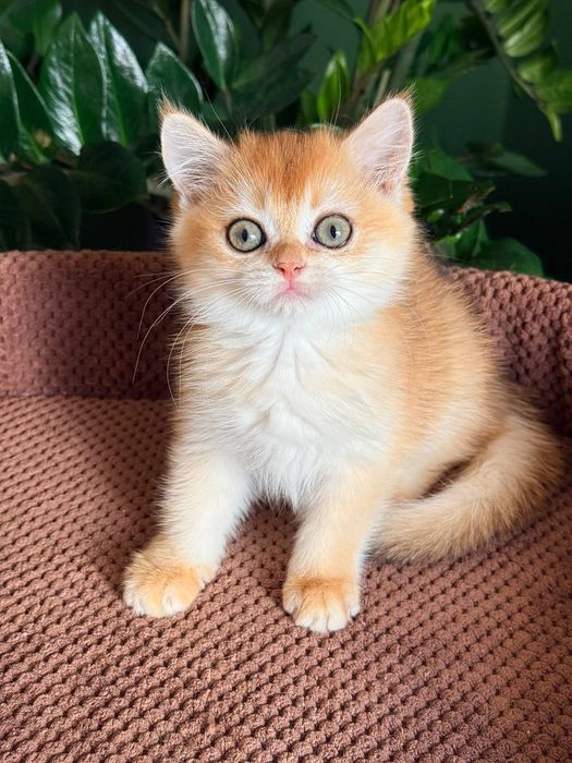 Британский котенок золотая шиншилла
Scottish fold