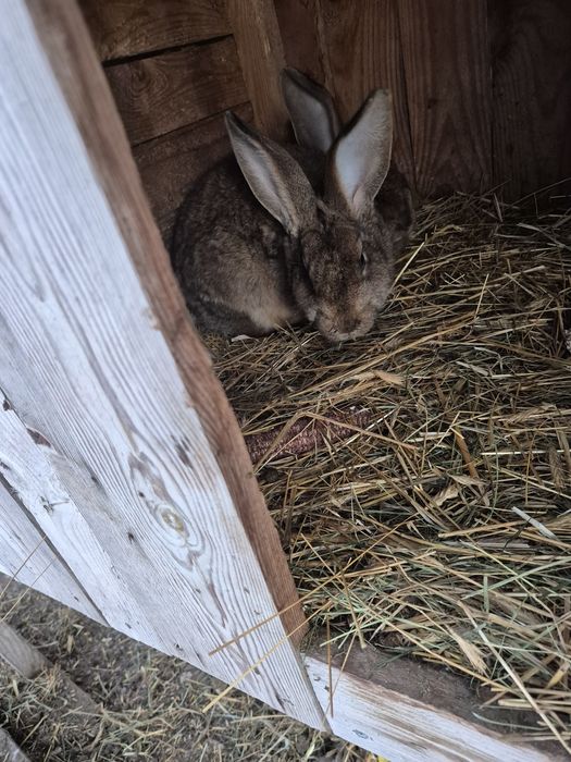 Samiczki mieszane do dalszego chowu