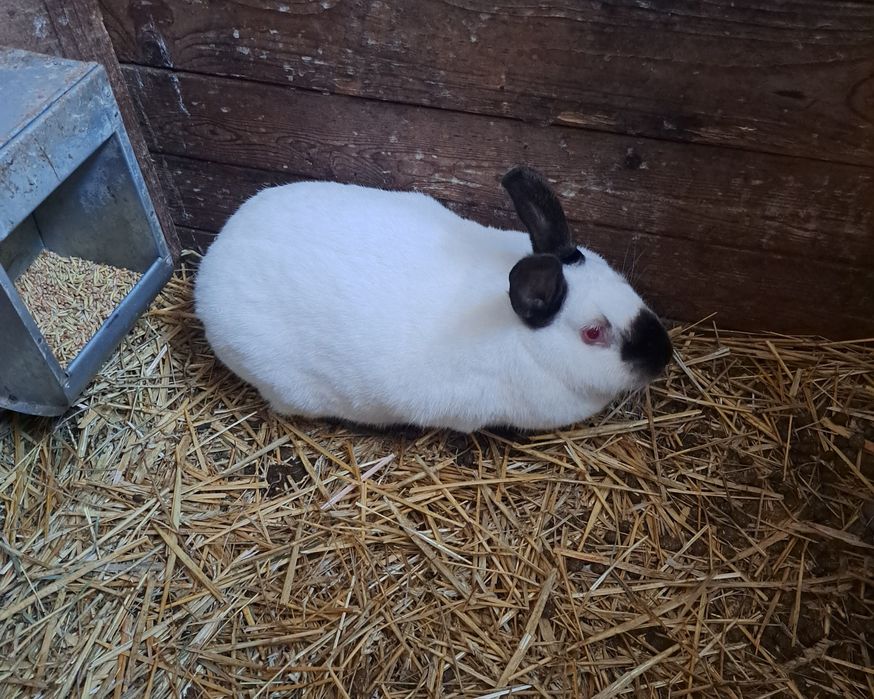 Króliki samica Kalifornijska