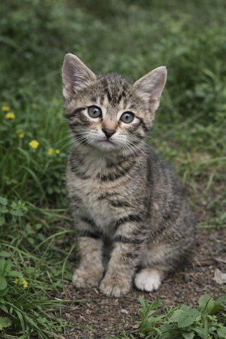 Кошенята 1,5 міс