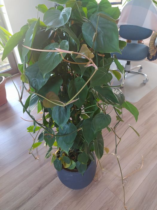 Kwiatek: rozłożysty,  ekspansywny, zdrowy