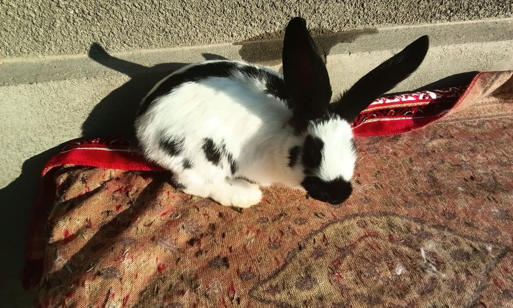 Строкач чорно рябий , хлопчики, вік 2 місяці, дзвоніть.