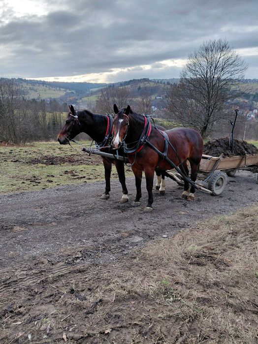 Wałachy śląskie 4 i 5 lat