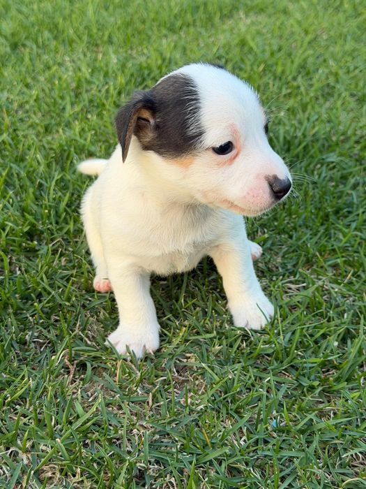 Jack Russel Terrier
