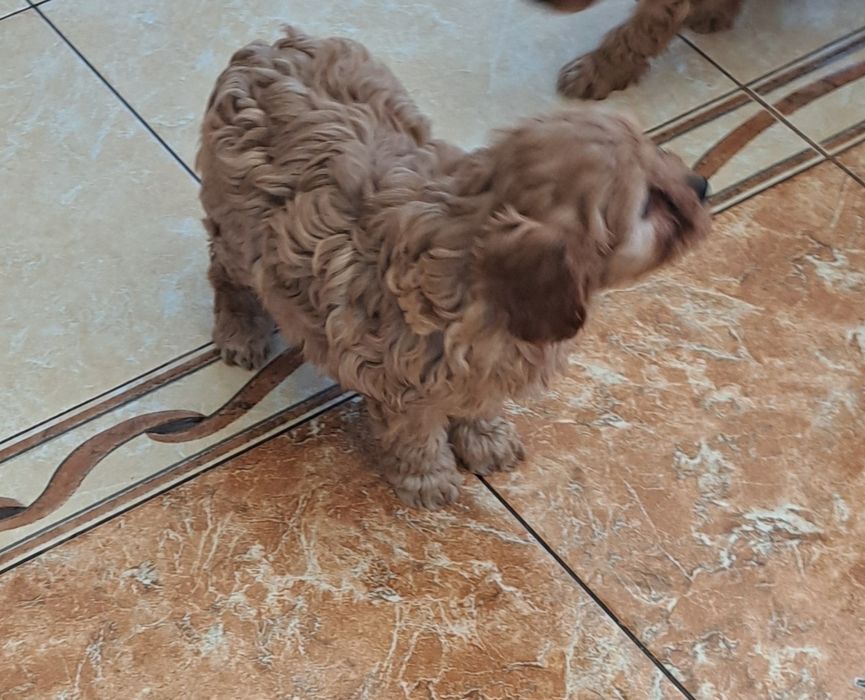 Cavapoo  f1 suczka