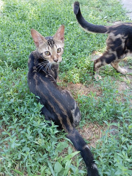 Бенгальские котята бенгалы кошки