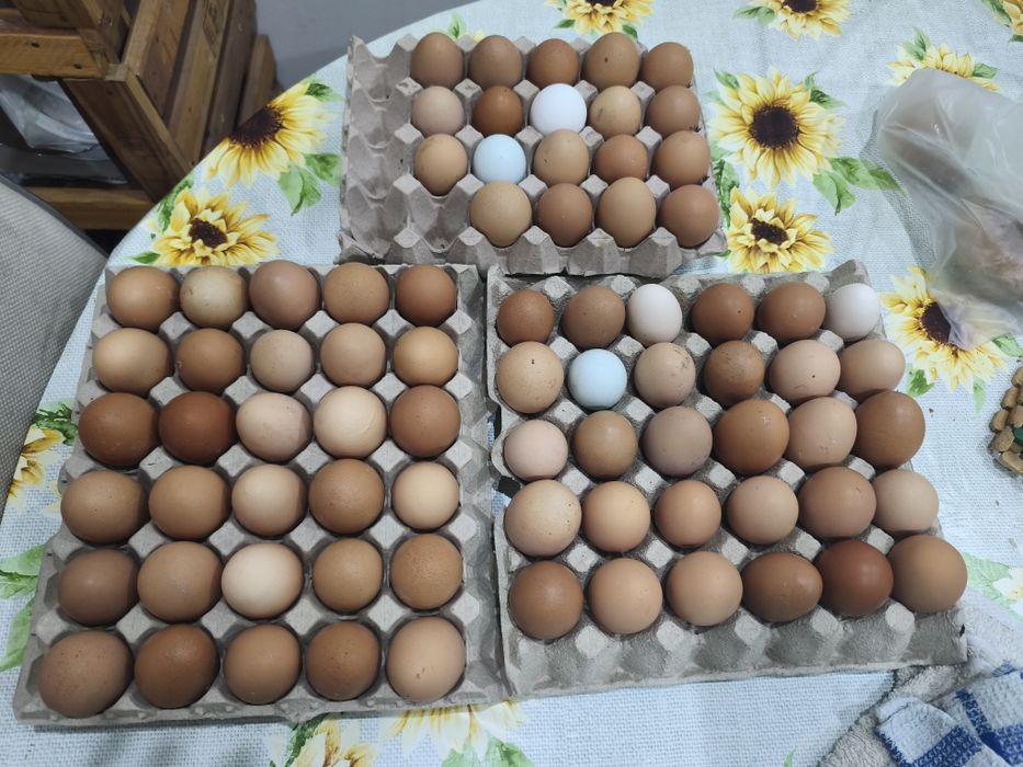 Vendo ovos caseiros