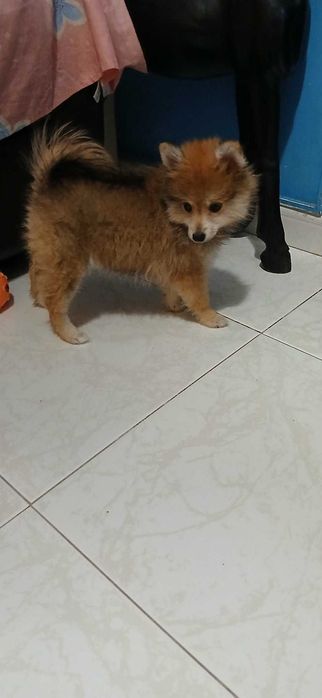 Lulu da pomerânea menina