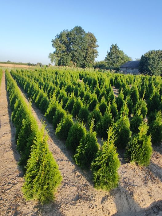 Tuja Szmaragd z gruntu