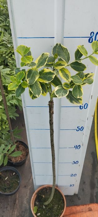 Бересклет на штамбі
