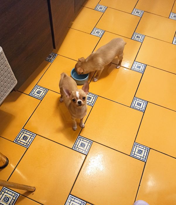 Chihuahua chłopczyk, szczeniak FCI/ ZKwP.