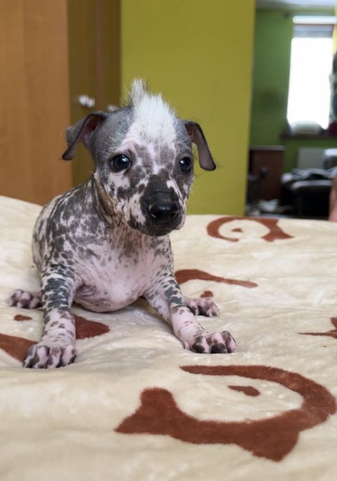 Ксолоіткуінтлі мексиканська гола середній хлопчик