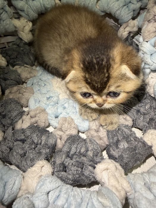 Продам котят Золотая Шиншилла