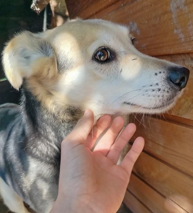 Felix - spokojny pies do adopcji, wrażliwy, zgodny z psami