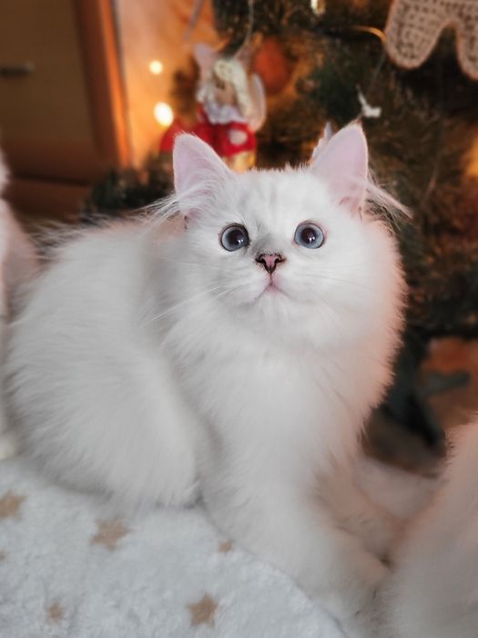 Британський хлопчик срібляста шиншила поінт