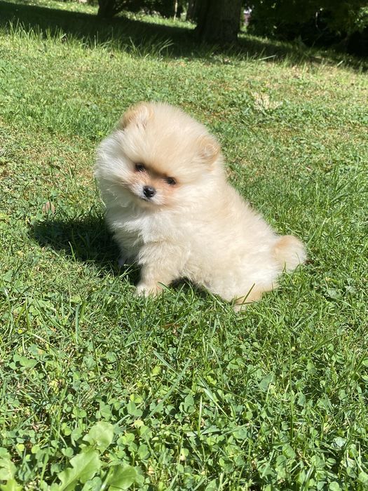 Szpic miniaturowy pomeranian