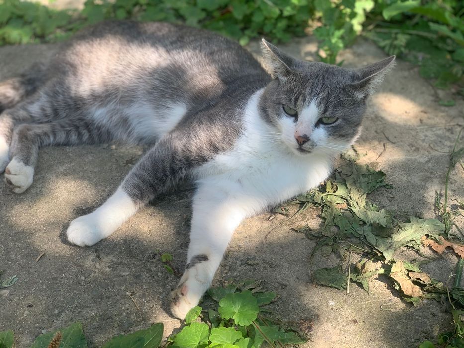 Котик в добрі руки