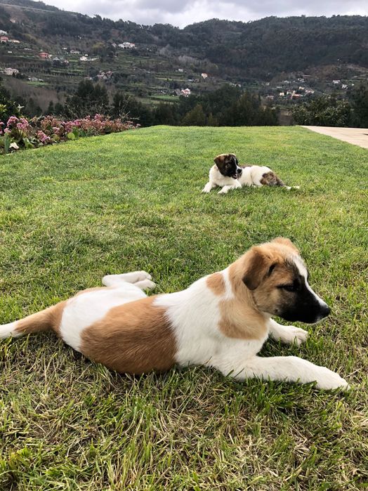 Cão de gado transmontano