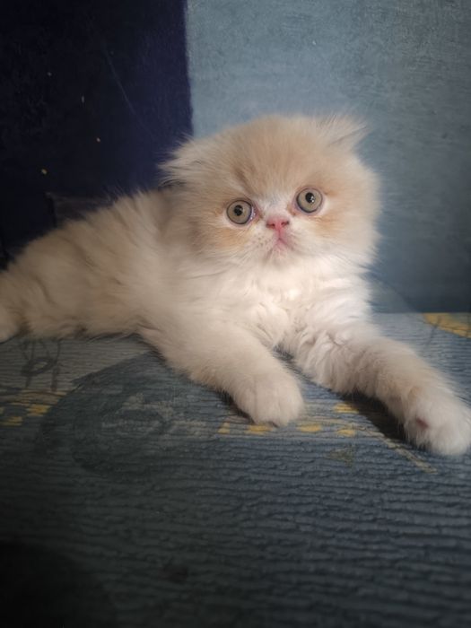 Персидский котенок