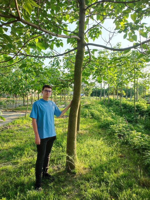 Paulownia Shang Tong - Dwuletnie sadzonki szybko rosnące. PRODUCENT