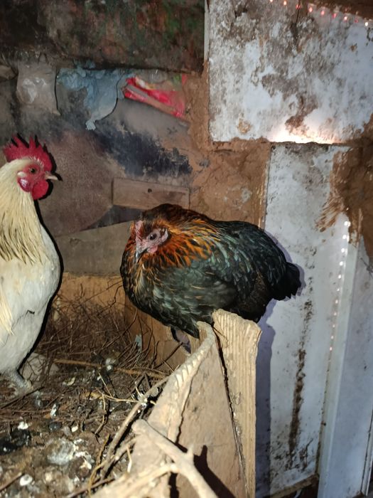 Инкубационное яйцо бентамок