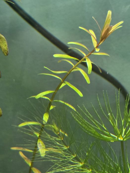 Rotala rotundifolia, rośliny akwariowe