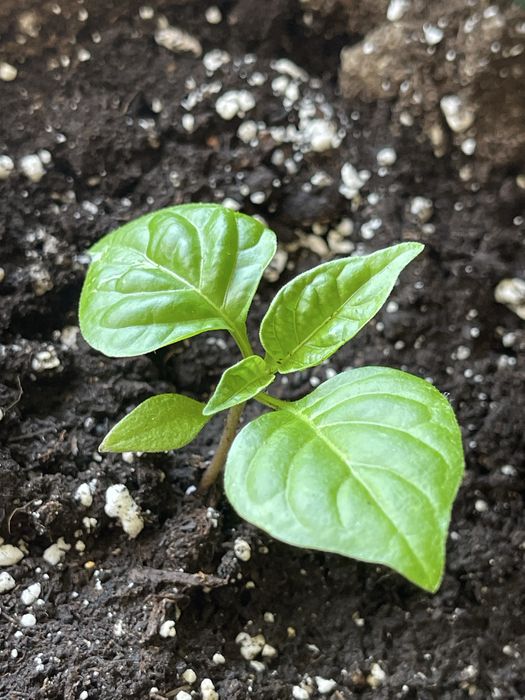 Nasiona Carolina Repaer Papryczka Ostra Seeds
