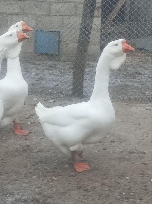 Гуси холмогори, птиця